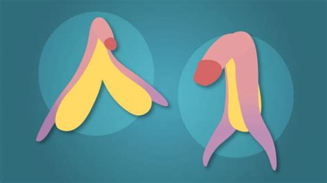 vaginas y penes grandes|Salud sexual: cómo es realmente el clítoris (y las asombrosas.